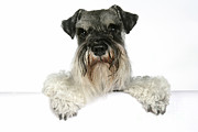 Miniature Schnauzer #2 Photograph by John Daniels