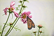 Monarch #2 Photograph by David Armstrong