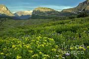Mountain Wildflowers, Montana #2 Photograph by Mark Newman