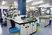 Muscle Physiology Research #2 Photograph by Science Photo Library