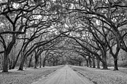 Oak Lined Avenue in Wormsloe Plantation Savannah Georgia Photograph by Dawna Moore Photography