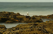 Oregon Coast #2 Photograph by Loni Collins
