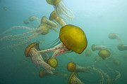 Pacific Sea Nettles Monterey Bay #3 Photograph by Richard Herrmann