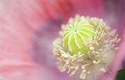 Pink Peony Poppy #2 Photograph by Science Photo Library