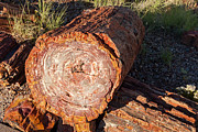 Rainbow Forest Petrified Forest National Park #2 Photograph by Fred Stearns