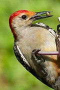 Red Bellied Woodpecker #2 Photograph by Robert L Jackson Red Bellied Woodpecker #2 Photograph by Robert L Jackson