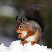 Red Squirrel #2 Photograph by Grant Glendinning Red Squirrel #2 Photograph by Grant Glendinning