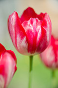 Red tulips on the green background #2 Photograph by Michael Goyberg