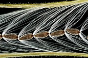 Rosebay Willowherb Seeds #2 Photograph by Science Photo Library