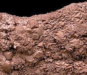Rust #2 Photograph by Science Photo Library