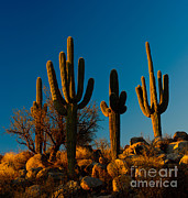 Saguaro Cacti #2 Photograph by John Shaw