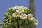 Saguaro Flower And Buds  #3 Photograph by Tom Janca