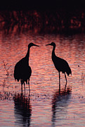 Sandhill cranes Photograph by Steven Ralser