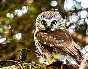 Saw-Wet Owl #3 Photograph by Brad Bellisle