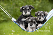 Schnauzer Puppy Dogs #2 Photograph by John Daniels