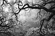 Sheltering Sky  #2 Photograph by Laurie Search