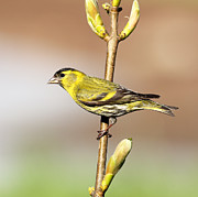 Siskin #2 Photograph by Grant Glendinning Siskin #2 Photograph by Grant Glendinning