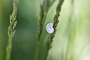 Snail on Grass #2 Photograph by Nailia Schwarz