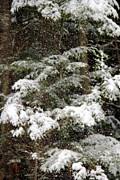 Snowy trees #2 Photograph by Deena Withycombe