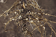 Soybean Root Nodules #2 Photograph by Dan Guravich Soybean Root Nodules #2 Photograph by Dan Guravich