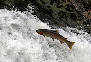 Steelhead Trout Jumping In Falls #2 Photograph by Theodore Clutter