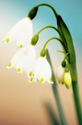 Summer Snowflake (leucojum Aestivum) #2 Photograph by Science Photo Library