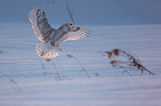 Sunlit Wings #2 Photograph by Cheryl Baxter