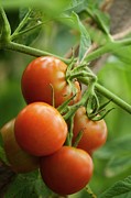 Tomatoes (solanum Lycopersicon) #2 Photograph by Science Photo Library