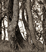 Trees #2 Photograph by Steven Ralser Trees #2 Photograph by Steven Ralser