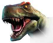 Tyrannosaurus Rex Head Study #2 Photograph by Science Photo Library