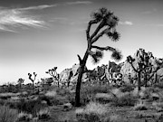 USA, California, Joshua Tree National #2 Photograph by Ann Collins