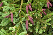 White Spruce (picea Glauca) #2 Photograph by Science Photo Library