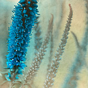 Wild and Free #2 Photograph by Bonnie Bruno