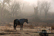 Wild Horse, South Dakota #2 Photograph by Mark Newman