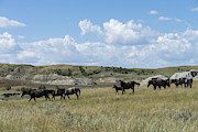 Wild Horses, North Dakota #2 Photograph by Mark Newman