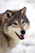 Wolf In Winter #2 Photograph by Sohns/Okapia Wolf In Winter #2 Photograph by Sohns/Okapia