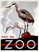 ZOO POSTER c1936 #3 Photograph by Granger