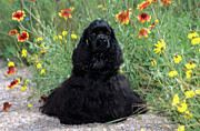 2000s Black Cocker Spaniel Puppy Dog Photograph by Animal Images