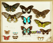 Wallace Collection Butterfly Specimens #22 Photograph by Science Photo Library