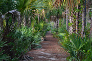 24- Everglades Trail Photograph by Joseph Keane