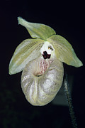 Orchid Flower #26 Photograph by Science Photo Library