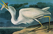 Great Blue Heron - Ardea Herodias Drawing by John James Audubon - GRANGER Historical Picture Archive
