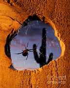 Black Widow Spider #3 Photograph by Scott Linstead Black Widow Spider #3 Photograph by Scott Linstead