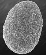 Box Jellyfish Larva Stage (carybdea Alata) #3 Photograph by Science Photo Library
