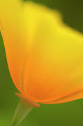 California Poppy #3 Photograph by Science Photo Library