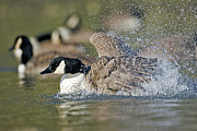 Canada Goose #3 Photograph by Science Photo Library