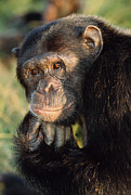 Chimpanzee #3 Photograph by Science Photo Library