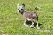 Chinese Crested Dog #3 Photograph by M. Watson