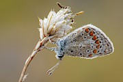 Common Blue Butterfly #3 Photograph by Science Photo Library