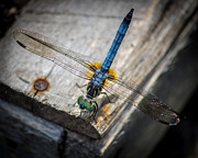 Dragonfly #3 Photograph by Bob Kinnison
